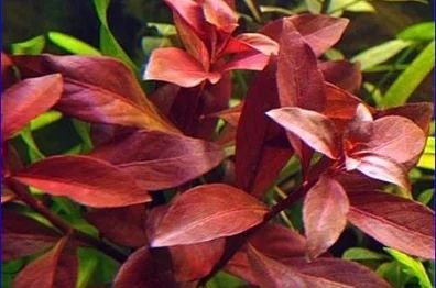 Лот: 6499288. Фото: 1. Людвигия Рубин (Ludwigia repens... Водные растения