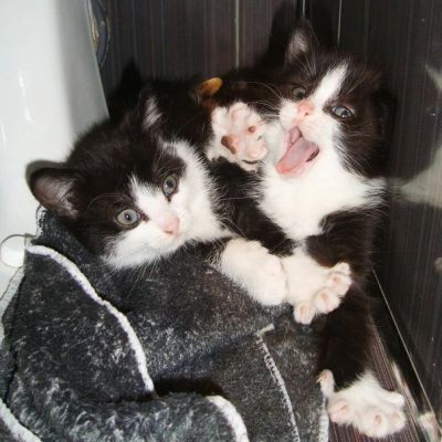 Лот: 6739881. Фото: 1. Котята !. Кошки, котята