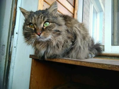 Лот: 11283912. Фото: 1. Домашний кот ищет новый дом. Кошки, котята