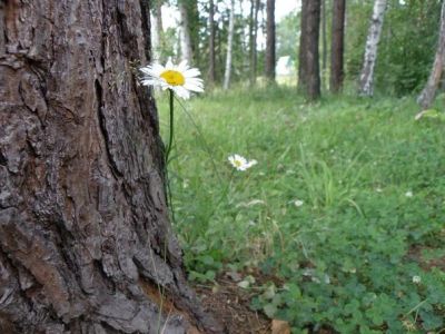 Лот: 3927103. Фото: 1. Недвижимость.Дача. Дачи