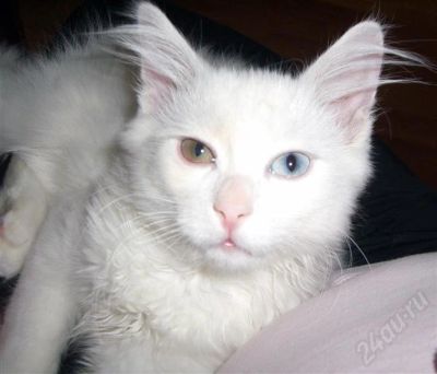 Лот: 589493. Фото: 1. Белоснежный котенок только в добрые... Остальные животные