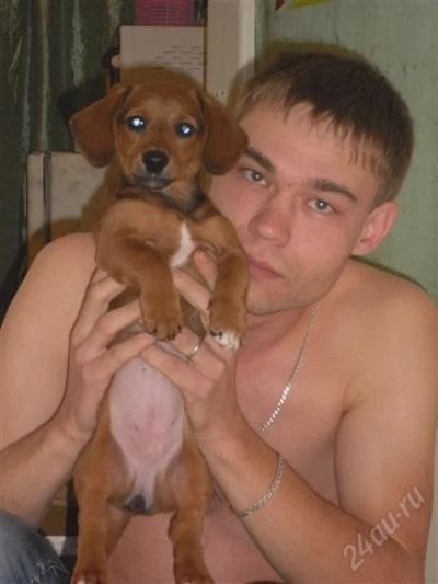Лот: 2232188. Фото: 1. Такса. Собаки, щенки