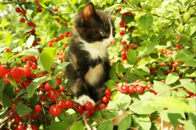 Лот: 16285409. Фото: 1. Котёнок. Кошки, котята