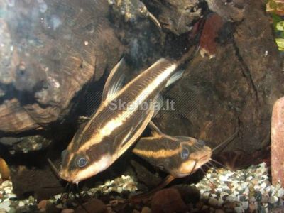 Лот: 4944321. Фото: 1. платидорас полосатый (поющий сом... Рыбки