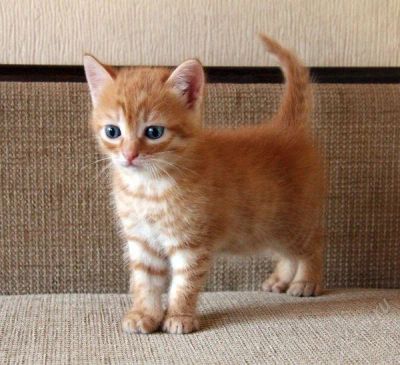 Лот: 2799593. Фото: 1. Котенок рыжий, мальчик. Кошки, котята