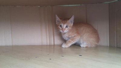 Лот: 7774582. Фото: 1. Котенок, котик, окрас рыжий. Смотрите... Кошки, котята