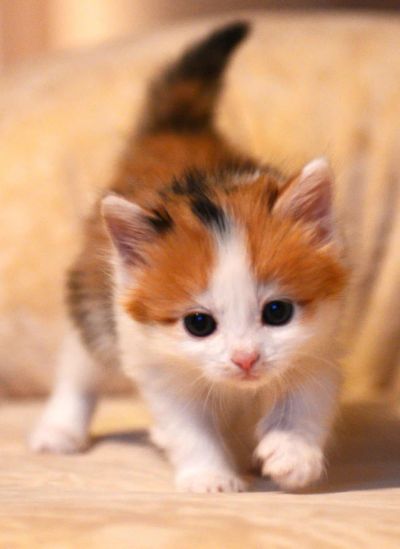 Лот: 4803982. Фото: 1. Ангорский котенок, трехцветная... Кошки, котята