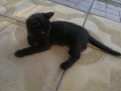 Лот: 2138450. Фото: 1. красивый и ласковый кот! очень... Кошки, котята
