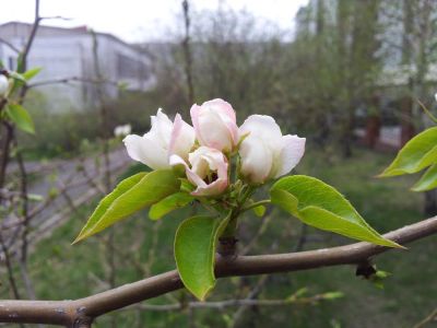 Лот: 7540284. Фото: 1. Весна всем на радость. Разное