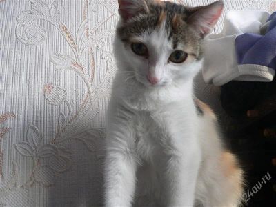 Лот: 2262004. Фото: 1. Трехцветная глазастая малышка... Кошки, котята