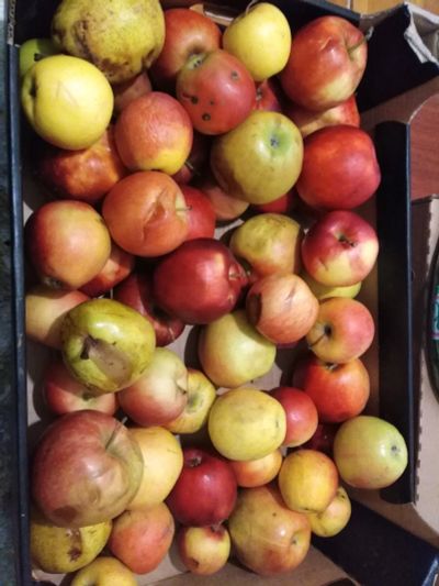 Лот: 15247578. Фото: 1. Лот №2 яблоки некондиция. Овощи, фрукты, зелень