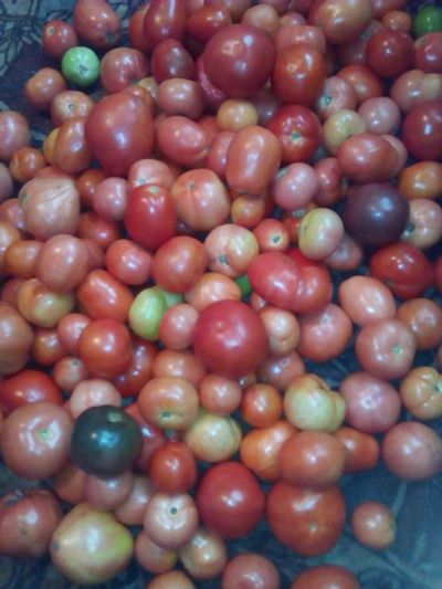 Лот: 14581865. Фото: 1. помидоры домашние ведро. Овощи, фрукты, зелень