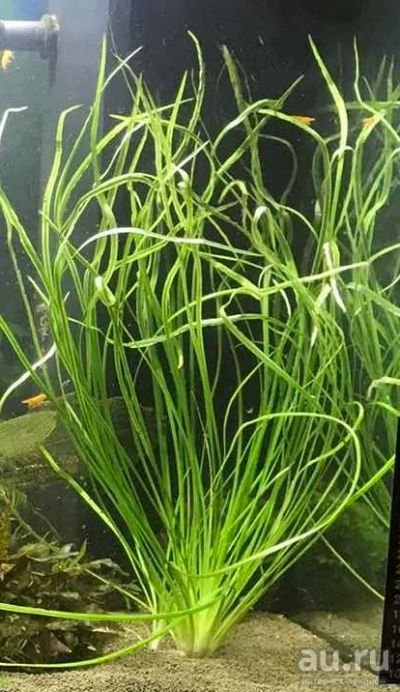 Лот: 16297912. Фото: 1. Криптокорина Нилешвар Cryptocoryne... Водные растения