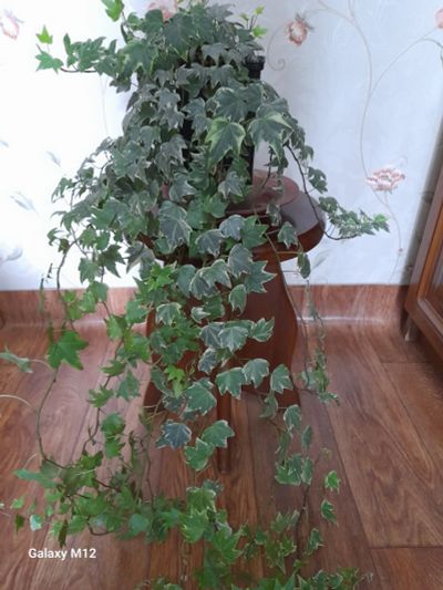 Лот: 25633323. Фото: 1. ПЛЮЩ вариагата. Горшечные растения и комнатные цветы