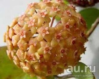 Лот: 13555453. Фото: 1. Хойа Hoya chuniana. Горшечные растения и комнатные цветы