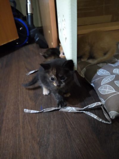 Лот: 18395391. Фото: 1. Котята. Кошки, котята