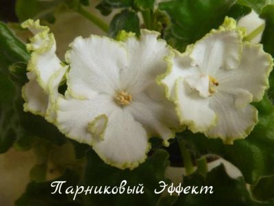 Лот: 6155151. Фото: 1. Фиалка сортовая Парниковый Эффект... Горшечные растения и комнатные цветы