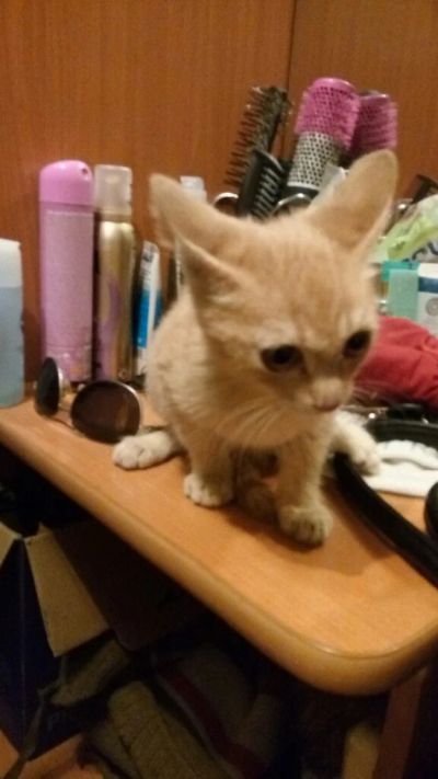 Лот: 8866946. Фото: 1. Бездомный котенок. Кошки, котята