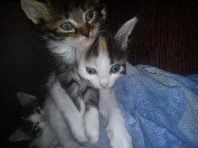 Лот: 4499594. Фото: 1. Котята. Кошки, котята