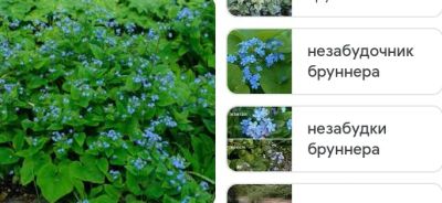 Лот: 20235795. Фото: 1. Цветок брунера многолетний, цена... Садовые цветы