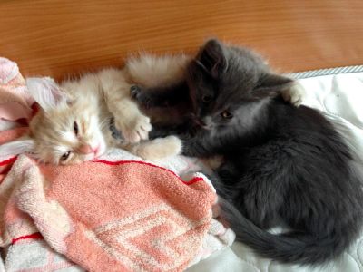 Лот: 8021728. Фото: 1. Котятки. Кошки, котята