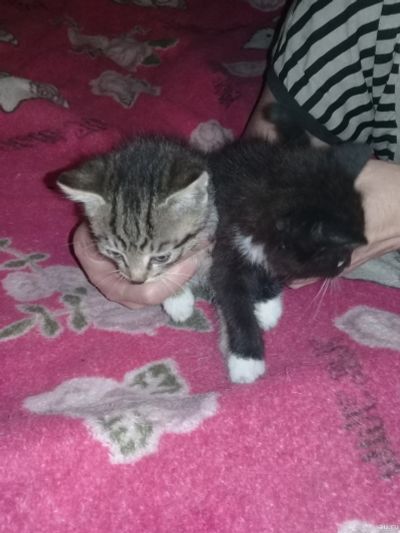Лот: 13691031. Фото: 1. котятки. Кошки, котята