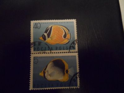 Лот: 4931178. Фото: 1. Марки. Рыбы. Марки