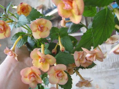 Лот: 10606493. Фото: 1. Ахименес Reach Orchard. Горшечные растения и комнатные цветы