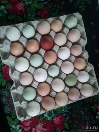 Лот: 13662041. Фото: 1. Домашнее куриное яйцо. Мясо, птица, яйцо