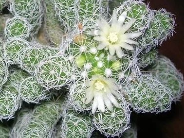 Лот: 3051427. Фото: 1. Маммилярия грацилис (Mammillaria... Горшечные растения и комнатные цветы