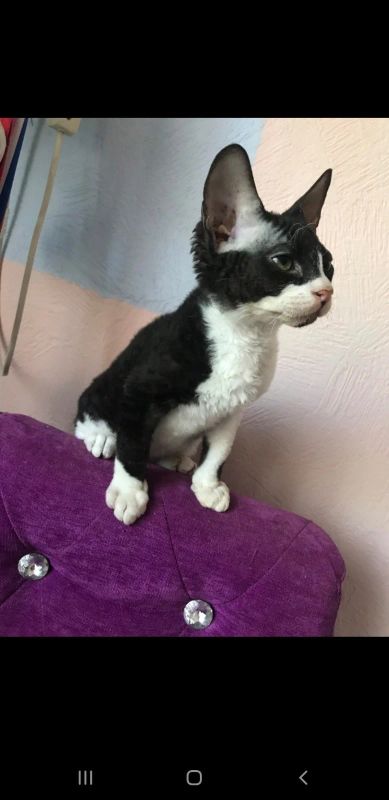 Лот: 14118719. Фото: 1. Лот/68 - Сфинкс - браш - мальчик... Кошки, котята