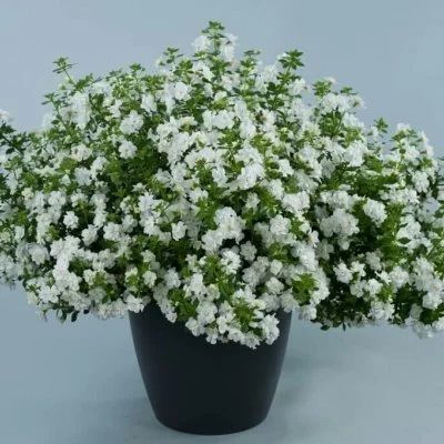 Лот: 15584023. Фото: 1. Бакопа вегетативная махровая Shopia... Садовые цветы