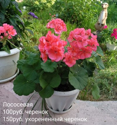 Лот: 14721854. Фото: 1. Пеларгония Toskana Gatwig Лососевая. Горшечные растения и комнатные цветы