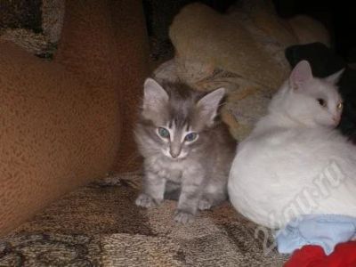 Лот: 173714. Фото: 1. подарю котенка. Остальные животные