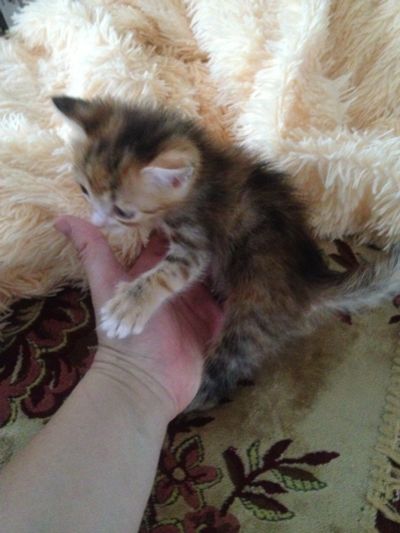 Лот: 11632778. Фото: 1. котёнок девчонка. Кошки, котята