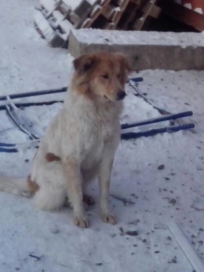 Лот: 6465641. Фото: 1. собака Малышка. Собаки, щенки