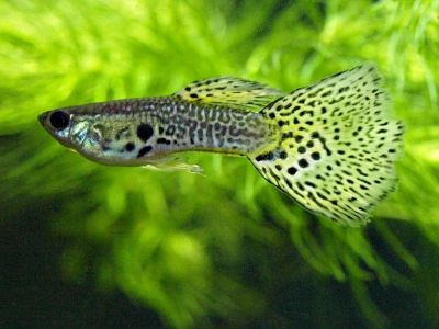 Лот: 4974923. Фото: 1. Гуппи. Рыбки