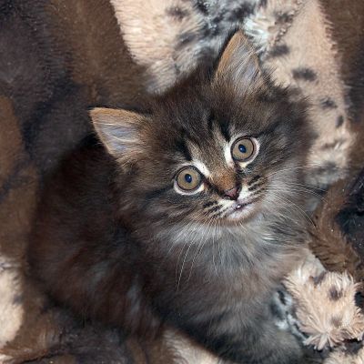 Лот: 11692141. Фото: 1. котеночек. Кошки, котята