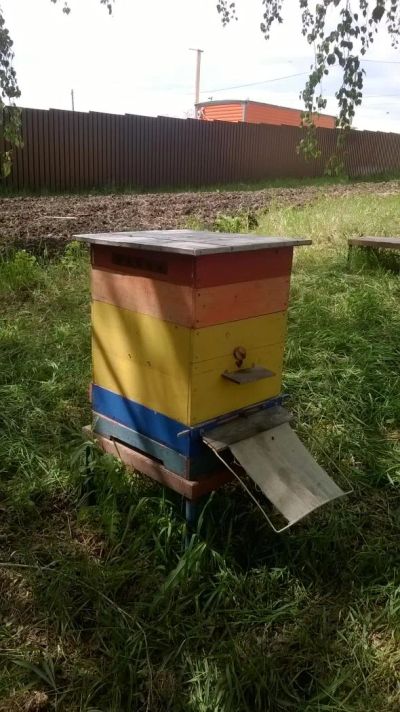 Лот: 9716355. Фото: 1. Пчелосемьи, пчелы, улья. Другое (растения и животные)
