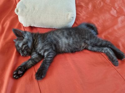 Лот: 10304713. Фото: 1. Котята полубобтейлы. Кошки, котята