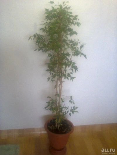 Лот: 8715124. Фото: 1. фикус. Горшечные растения и комнатные цветы