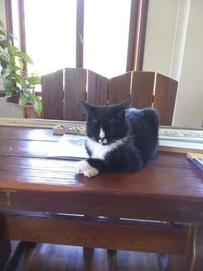 Лот: 9894689. Фото: 1. Черно-белый кот-джентельмен. Кошки, котята