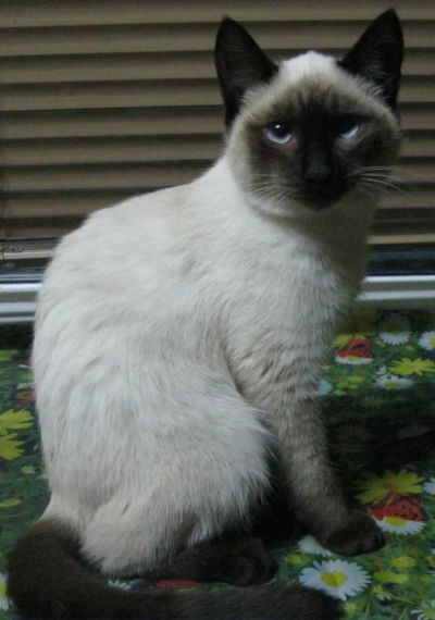 Лот: 8097866. Фото: 1. Маленькая кошечка. Кошки, котята