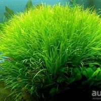 Лот: 5642249. Фото: 1. Бликса японская (Blyxa japonica... Водные растения