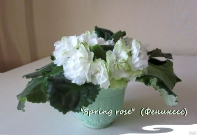 Лот: 7889811. Фото: 1. "Spring Rose" лист фиалка. Густомахровые... Горшечные растения и комнатные цветы