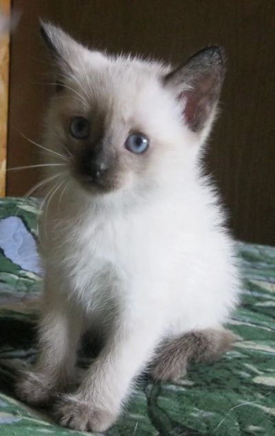 Лот: 7769518. Фото: 1. Сиамские котята. Кошки, котята