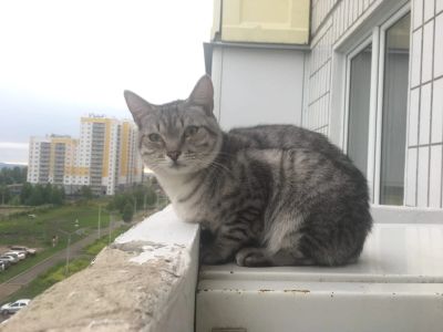 Лот: 16183469. Фото: 1. Котик. Кошки, котята