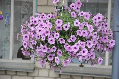 Лот: 13339146. Фото: 1. Рассада петунии опера суприм Lilac... Садовые цветы