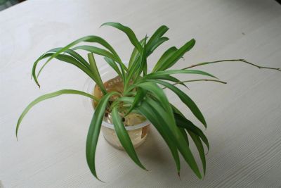 Лот: 3208237. Фото: 1. Хлорофитум (Chlorophytum), остался... Горшечные растения и комнатные цветы