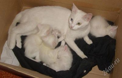 Лот: 217533. Фото: 1. Отдам белого котенка. Кошки, котята